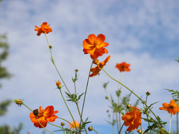 istock Yellow cosmos embroidered in the blue sky 1447026298