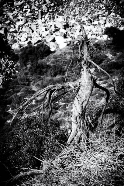 istock Barren tree on a blurred background in black and white photo 1447028073