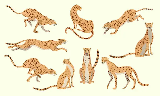 Vector illustration of Cheetahs in different poses. The cheetah runs, sits, stands.