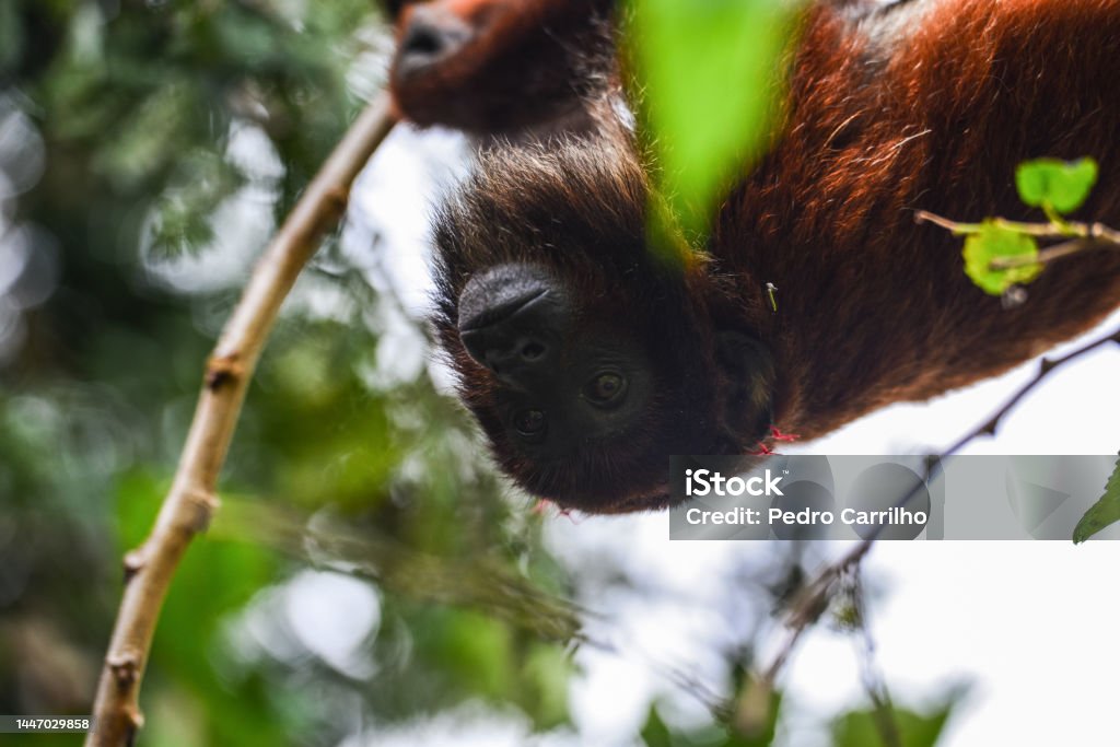 The Waterfall In The Land Of Puruus A Purús Red Howler Monkey In The Remote Indigenous Village Of Ricardo