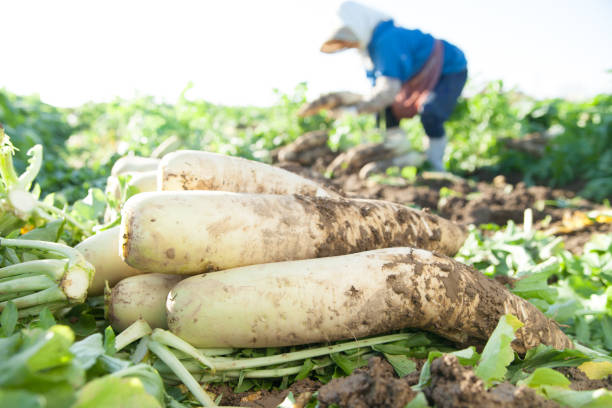 white radishes are harvested by farmer white radishes are harvested by farmer dikon radish stock pictures, royalty-free photos & images