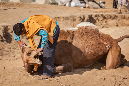 Pushkar, India - November 20, 2012: Man cutting hair of camels at Pushkar camel fair (Pushkar Mela) - annual five-day camel and livestock fair, one of the world's largest camel fairs and tourist attraction