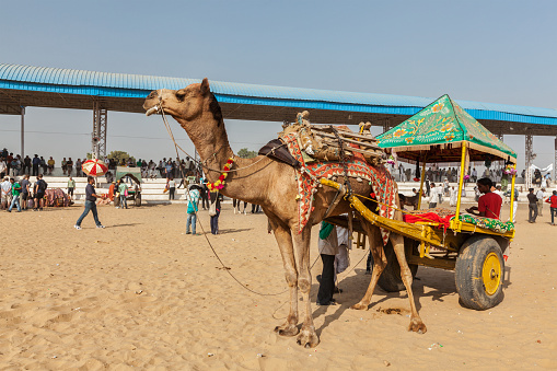 Pushkar, India - November 22, 2012: Camel 