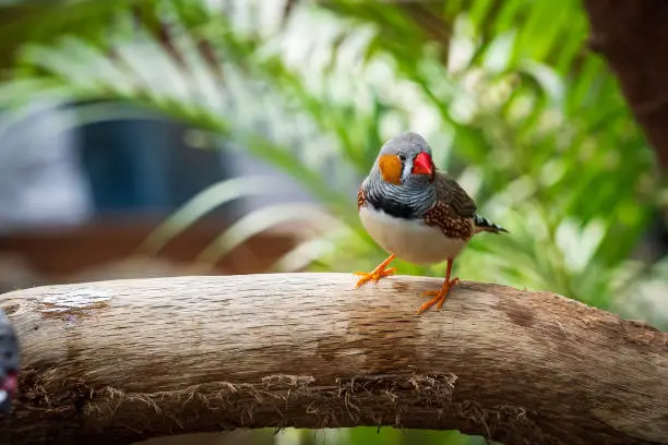 Photo of Zebra Finch