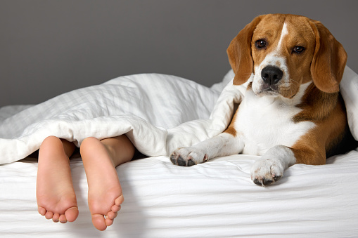 Child is hiding on bed under a warm blanket, only the feet of feet stick out, an adult beagle dog lies next to him. Dog and a child are resting on the bed, covered with a blanket