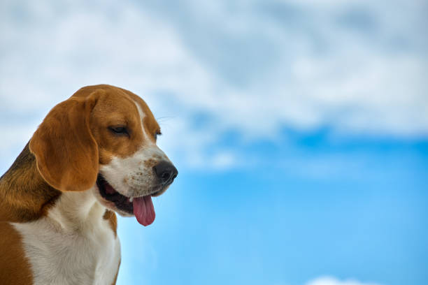Purebred dog sits against the background of the sky opened its mouth and stuck out its pink tongue. Sad dog obediently sits waiting for the owner