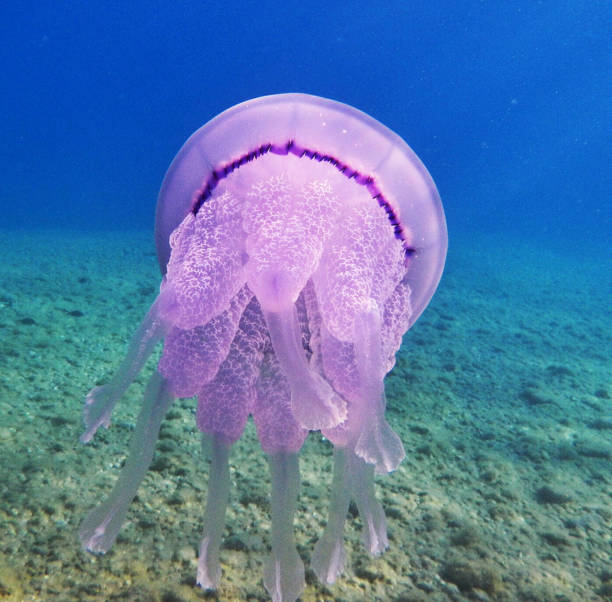 istock Beautiful Greece underwater pictures 1447032377