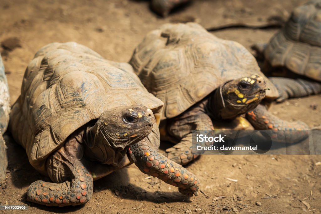 Red Footed Tortoise Two Red footed Tortoise's. Amphibian Stock Photo