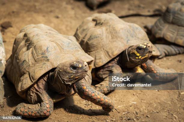 Red Footed Tortoise Stock Photo - Download Image Now - Amphibian, Animal, Animal Body Part