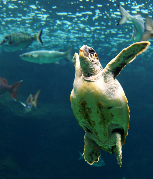 istock Beautiful Greece underwater pictures 1447032456