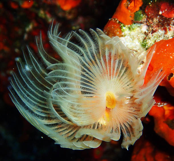 istock Beautiful Greece underwater pictures 1447032496