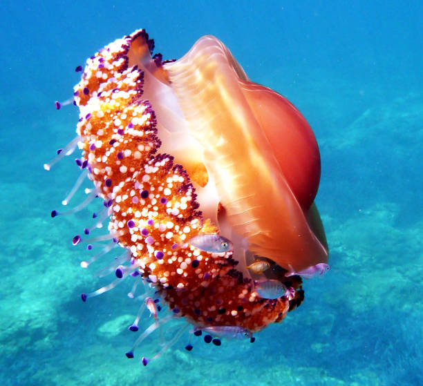 istock Beautiful Greece underwater pictures 1447032512