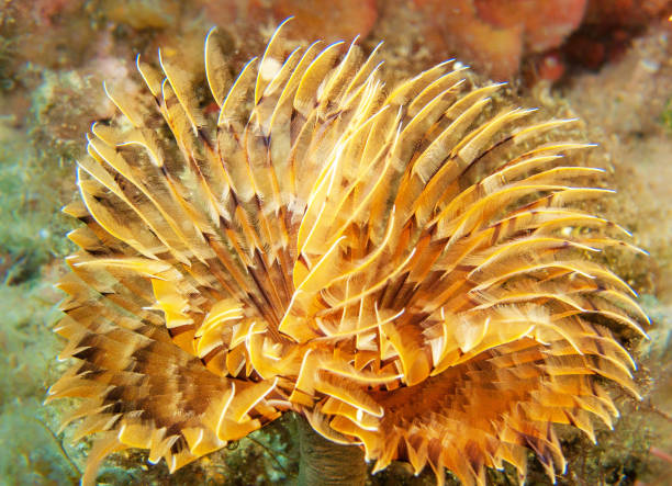istock Beautiful Greece underwater pictures 1447032539