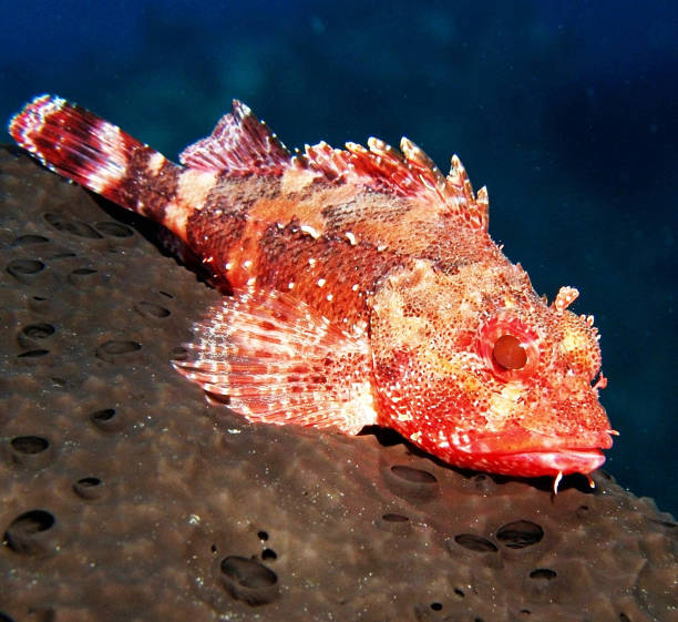 istock Beautiful Greece underwater pictures 1447032547