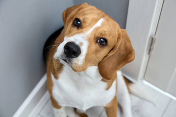 istock On gray background corner of room sits obedient beagle waiting for the command 1447032564