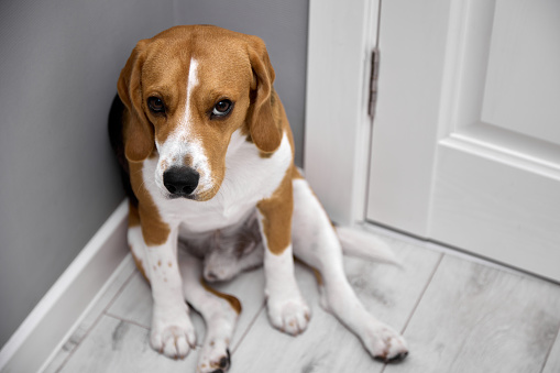 Young beagle with a guilty look sits waiting for a walk with the owner. Naughty dog sits in the corner of the room looking guiltily into the camera
