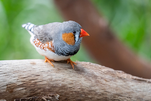 Zebra Finch bird sitting on a branch.