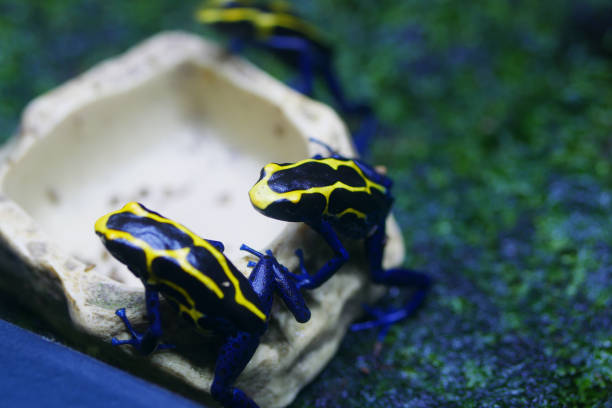 frog with black and yellow spot .