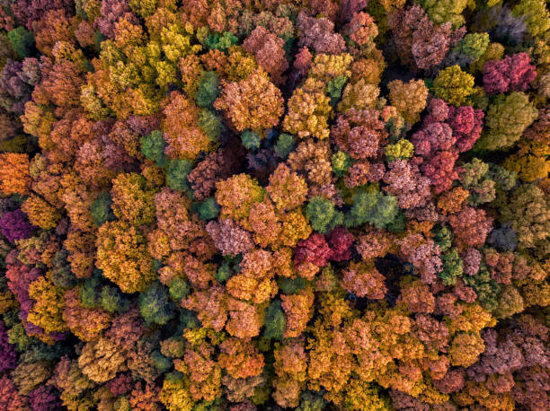 Drone View of Beautiful Trees in Fall