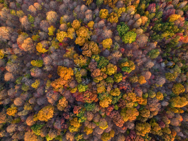 istock Dramatic Top Down View of Fall Colors Over Forest 1447036548