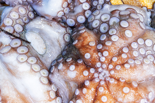 Fresh octopus fish on the market close up