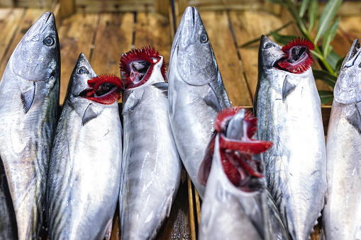 Fresh winter fishes of The Black Sea, bonito fish at market, close up