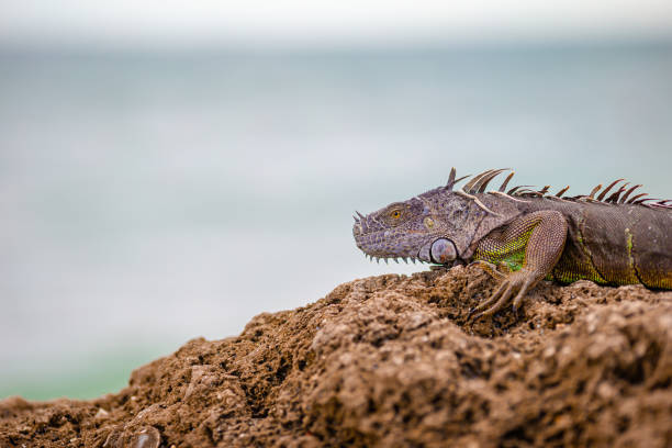 istock Marine iguana resting on rocky beach and looking away 1447037577