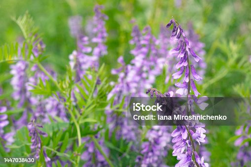 istock Blossoming Galega officinalis, Goat rue. Wildflowers background. Medicinal herb farming product 1447038430