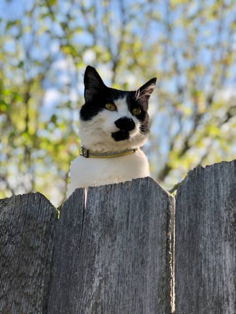 istock Black and white cat peaking over a fence 1447038582