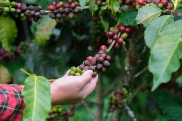 istock Modern Asian farmer using digital tablet and checking ripe coffee beans at coffee plantation. Modern technology application in agricultural growing activity concept. 1447039754