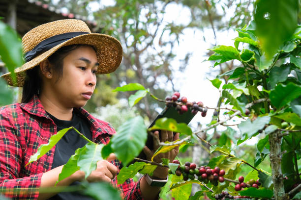 istock Modern Asian farmer using digital tablet and checking ripe coffee beans at coffee plantation. Modern technology application in agricultural growing activity concept. 1447039758