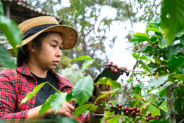 istock Modern Asian farmer using digital tablet and checking ripe coffee beans at coffee plantation. Modern technology application in agricultural growing activity concept. 1447039759