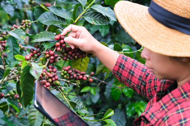 istock Modern Asian farmer using digital tablet and checking ripe coffee beans at coffee plantation. Modern technology application in agricultural growing activity concept. 1447039761