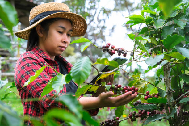 istock Modern Asian farmer using digital tablet and checking ripe coffee beans at coffee plantation. Modern technology application in agricultural growing activity concept. 1447039762