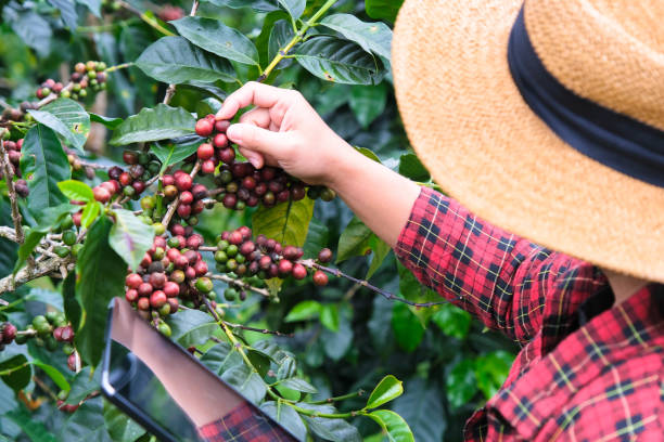 istock Modern Asian farmer using digital tablet and checking ripe coffee beans at coffee plantation. Modern technology application in agricultural growing activity concept. 1447039763