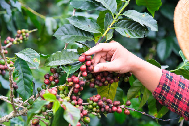 istock Modern Asian farmer using digital tablet and checking ripe coffee beans at coffee plantation. Modern technology application in agricultural growing activity concept. 1447039765