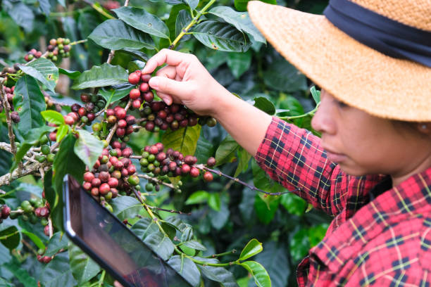 istock Modern Asian farmer using digital tablet and checking ripe coffee beans at coffee plantation. Modern technology application in agricultural growing activity concept. 1447039768