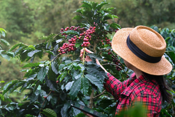 istock Modern Asian farmer using digital tablet and checking ripe coffee beans at coffee plantation. Modern technology application in agricultural growing activity concept. 1447039776