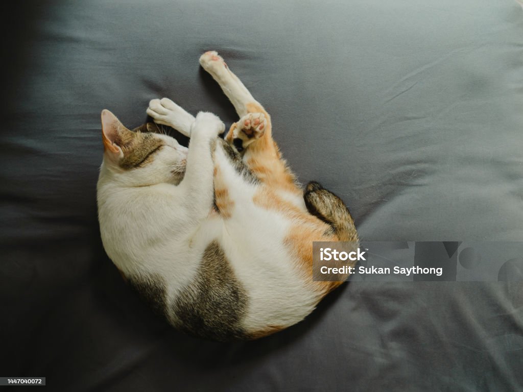 Hãy đến với ảnh con mèo đang ngủ ngon lành để cảm nhận sự dễ thương và yên bình của chúng. Chắc chắn bạn sẽ thích thú với những hình ảnh của chúng tôi.