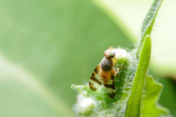 istock close-up Terellia ruficauda, fruit flies on green leaf 1447040264