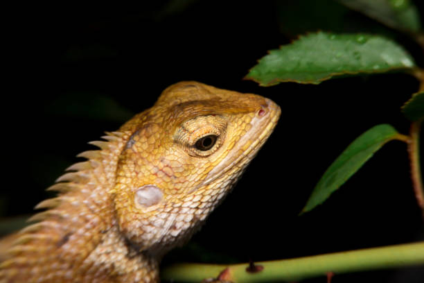 istock close-up oriental garden lizard, gold chameleon 1447040345