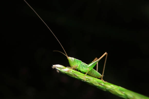 istock close-up green grasshopper on leaf 1447041372