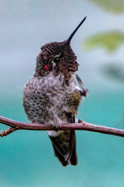 istock Anna's hummingbird (Calypte anna), BC, Canada 1447041639