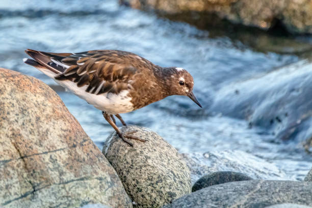 istock Black turnstone on a rock at seaside 1447041650