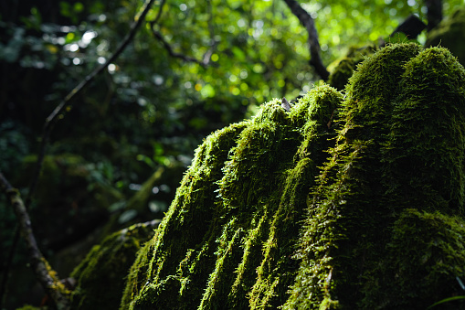 Green moss in the forest on trees and rocks nature background