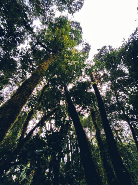 istock Green moss in the forest on trees and rocks 1447042525