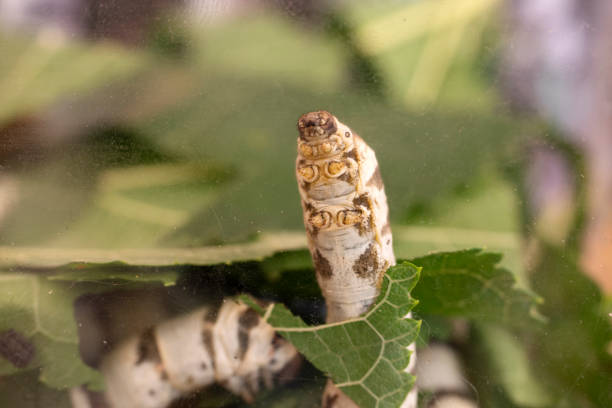 istock Close up Caterpillar Silkworm in nature background. 1447043795