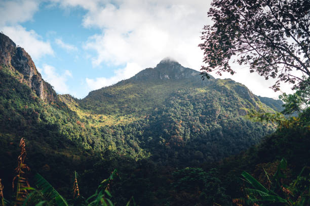 istock Green mountain and fog in nature 1447043868