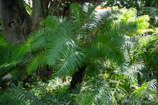 istock Decoration in tropical green garden 1447046465