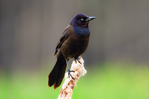 Male Common grackle with bright blue hood is perched on the cat tail in summer sunny day.
